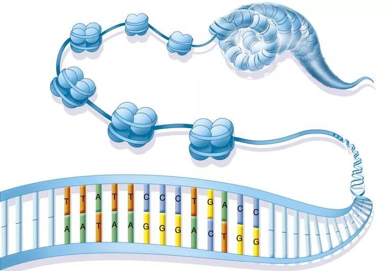 专家解读Science+Cell丨近期系列染色质重塑复合物相关重大成果 - 知乎