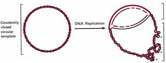 神秘的细菌基因组gcskew