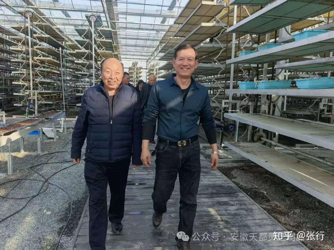 蘑菇大王丁伦保到安徽省天长市永丰镇天康智慧农业有限公司指导 - 知乎