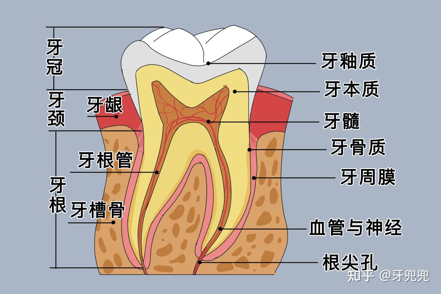 先来看看牙体结构