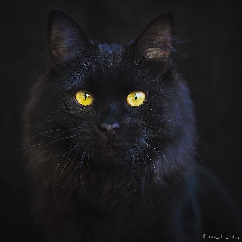 吸猫大会西伯利亚森林猫tsingy