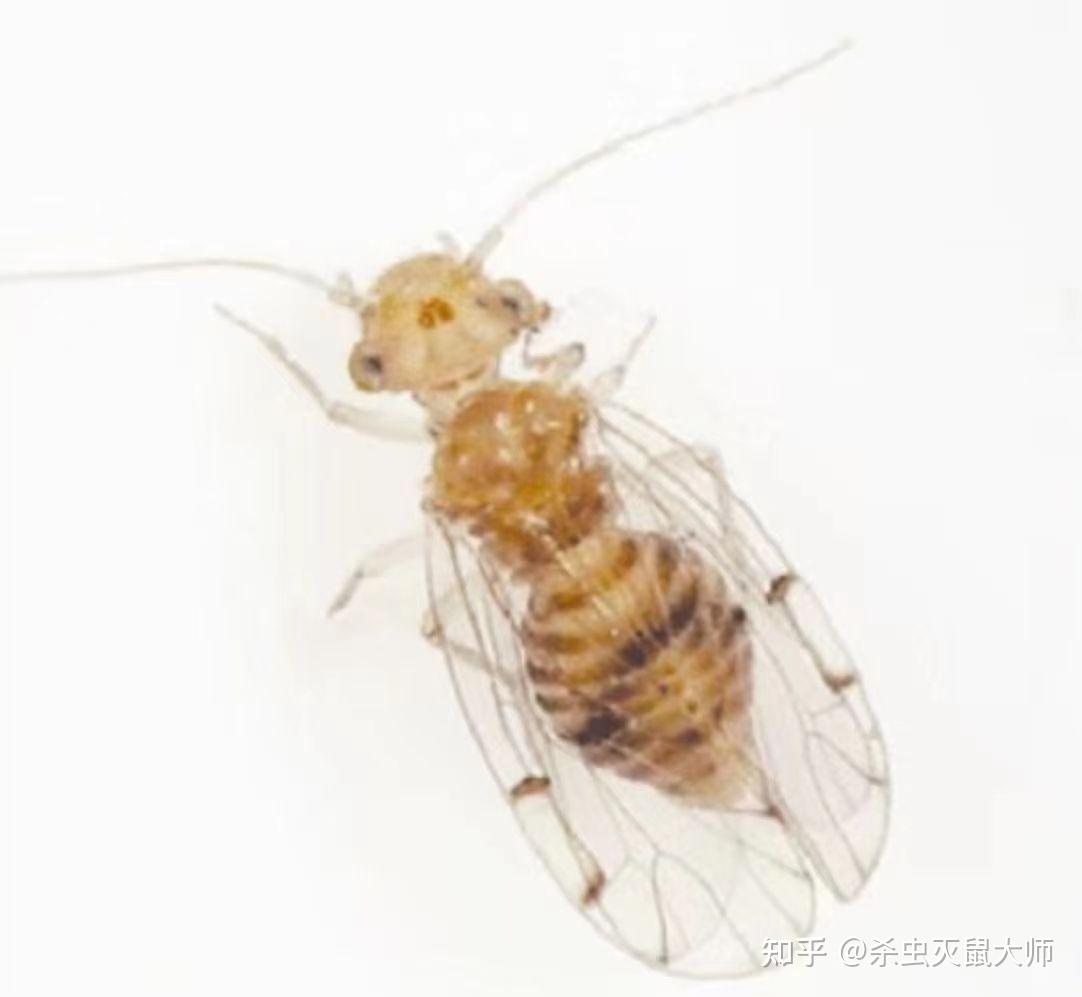 此文分享给对书虱有执念的人! - 知乎