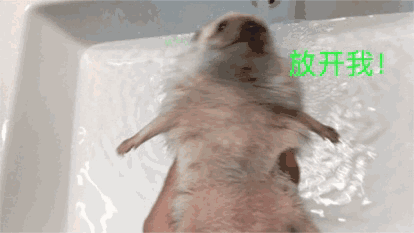 刺猬视频真正的刺猬 v2-b6a49f92e307381a86c850b364319bc3_b.gif