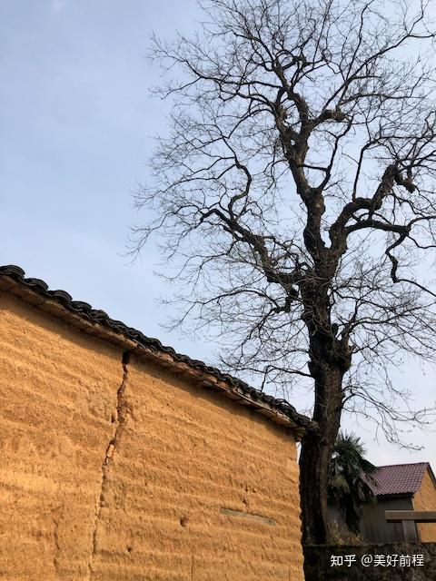 黄婆山村的柿子树和土胚房 - 知乎
