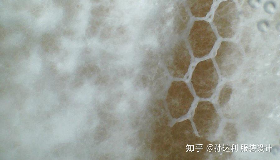 服装与生物的