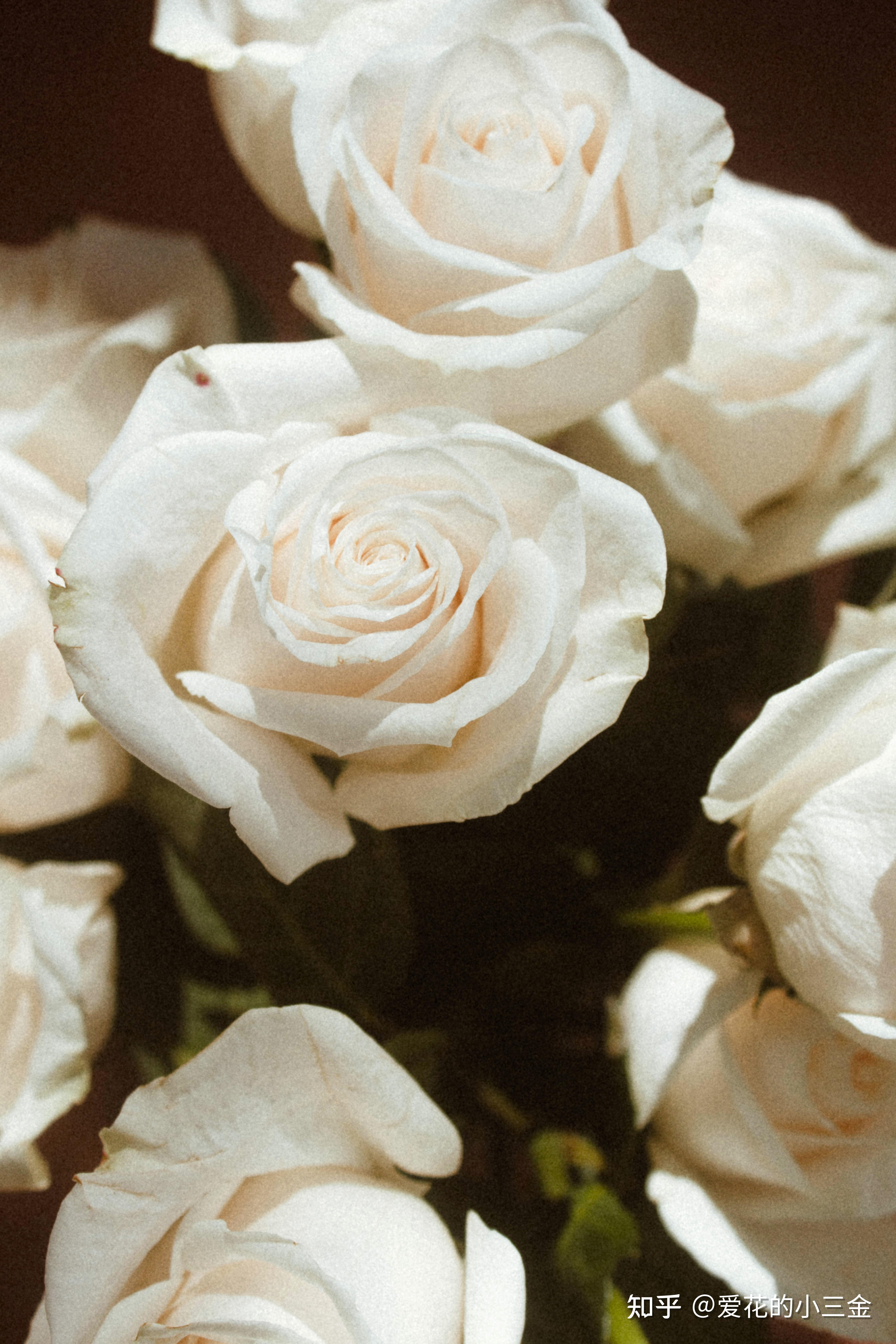 白玫瑰微信背景图图片