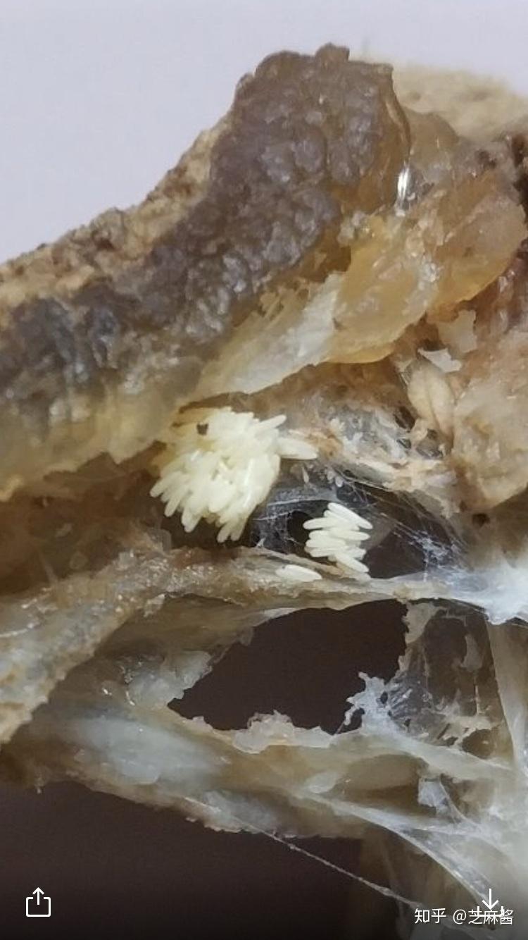 京东上买的冷冻牛肉,有寄生虫如何投诉? - 知乎