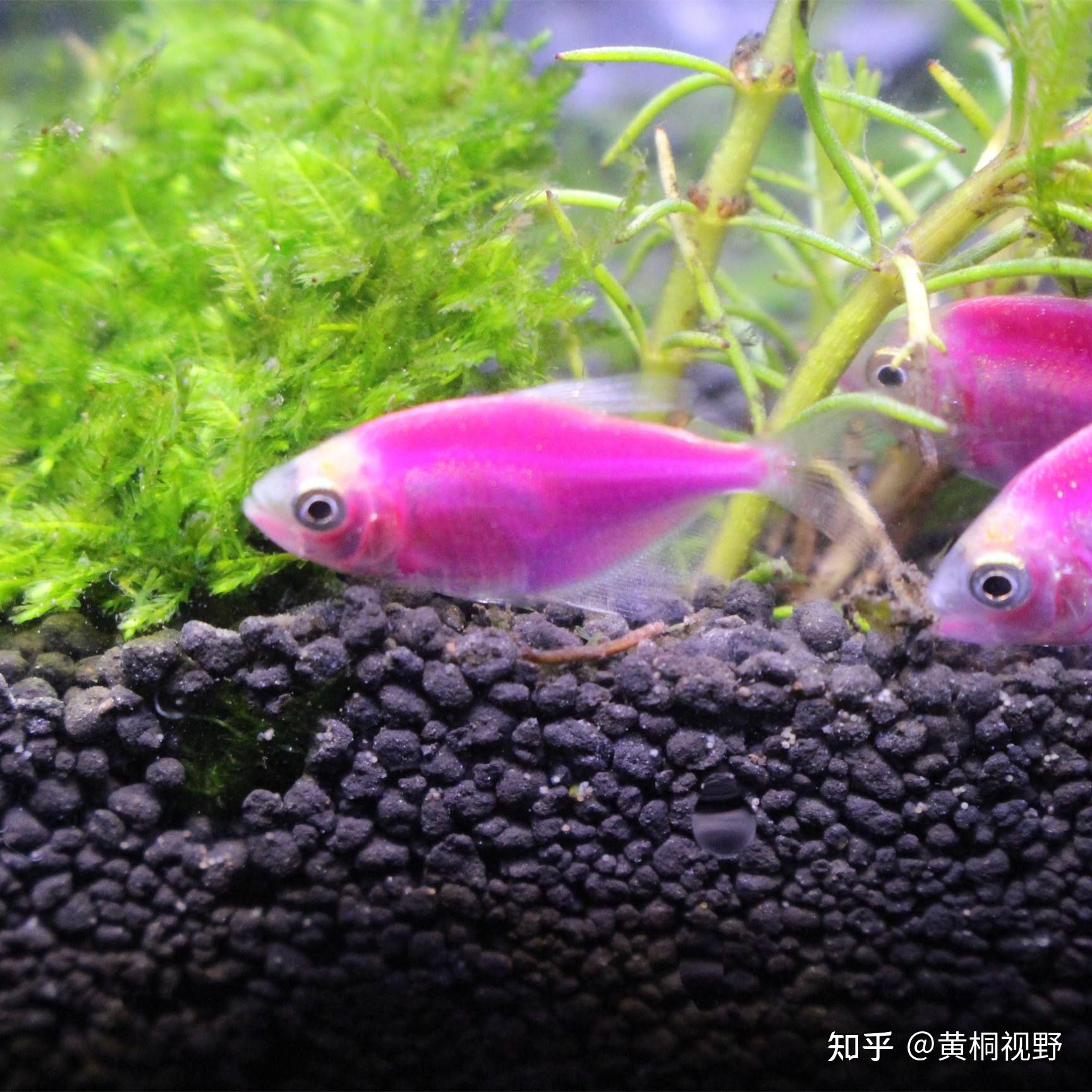 三农大讲堂:天使鱼的养殖方法和注意事项,以及养殖收入和前景。 - 知乎
