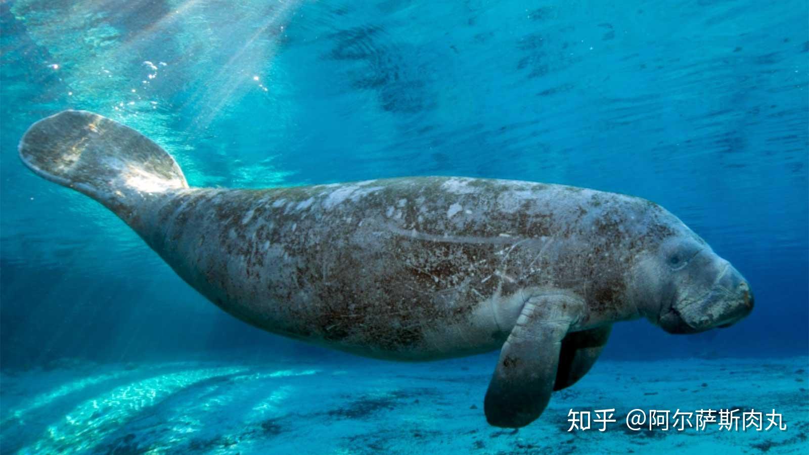 远古小剧场怪奇水族馆海牛鲸