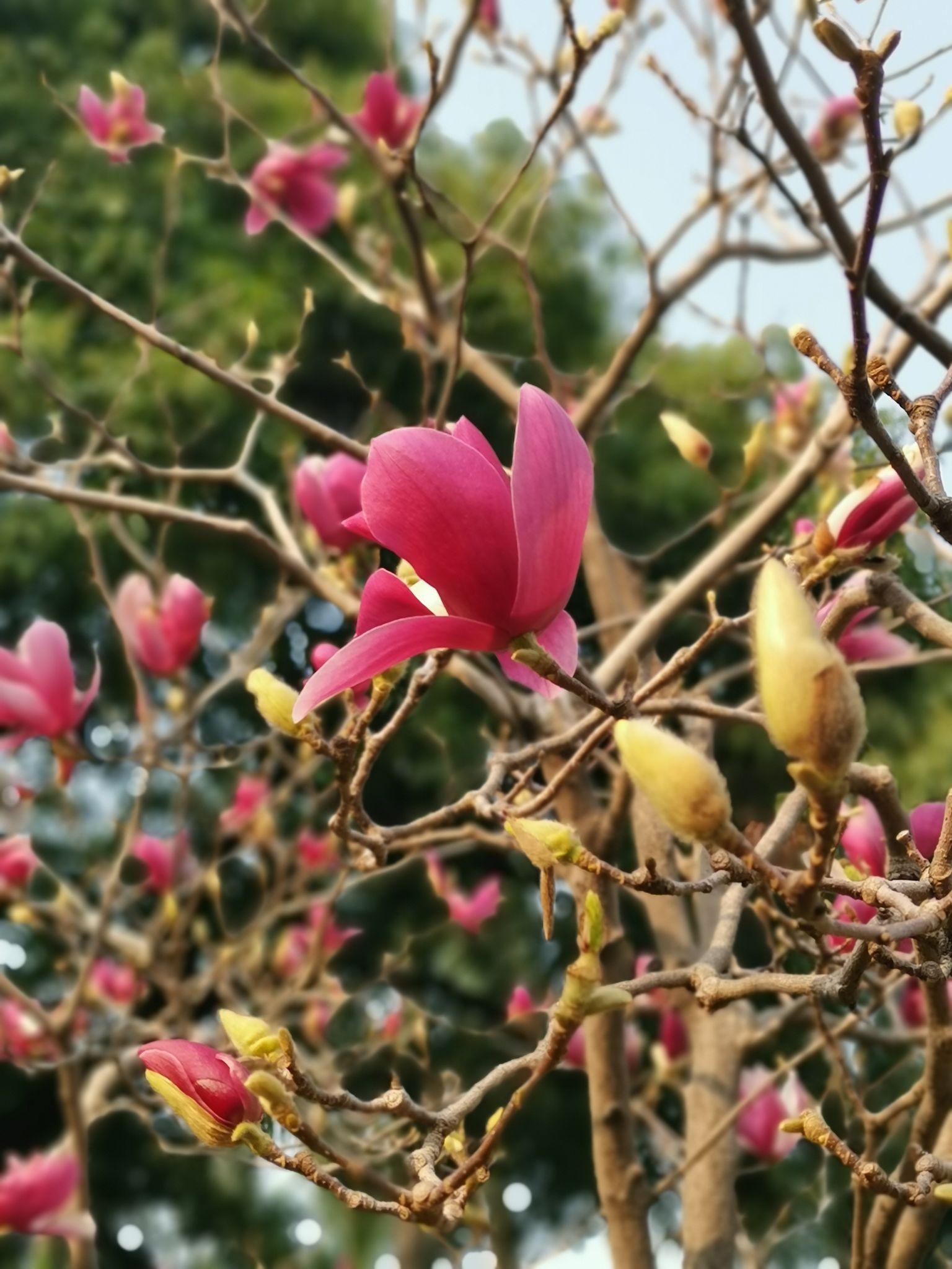 诗情花意碧落真人著紫衣始堪相并木兰枝