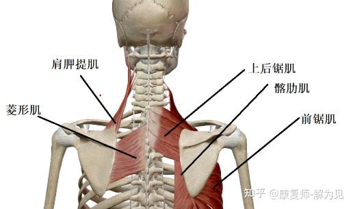 右肩胛骨图图片
