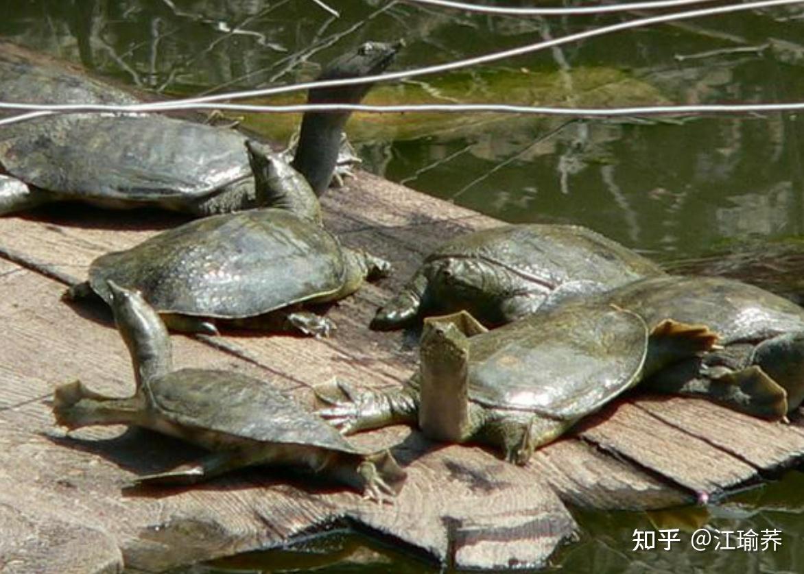 中草药菌酶协同发酵及在中华鳖养殖中的应用 - 知乎