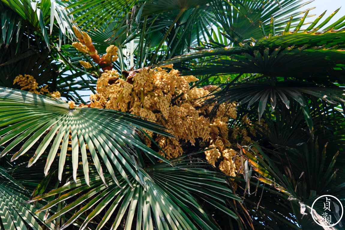 和植物学家在西安的街头散个步 知乎