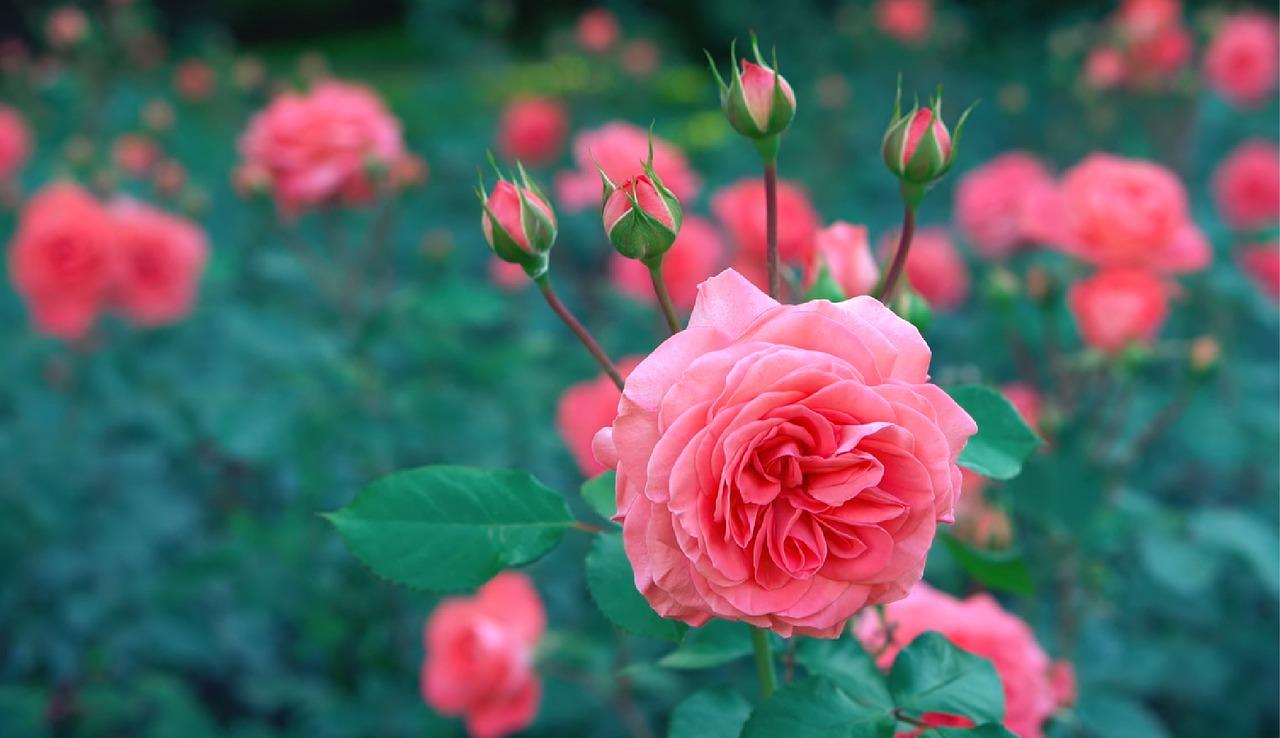 粉色---花卉高清图片素材(横屏)20200314 - 知乎