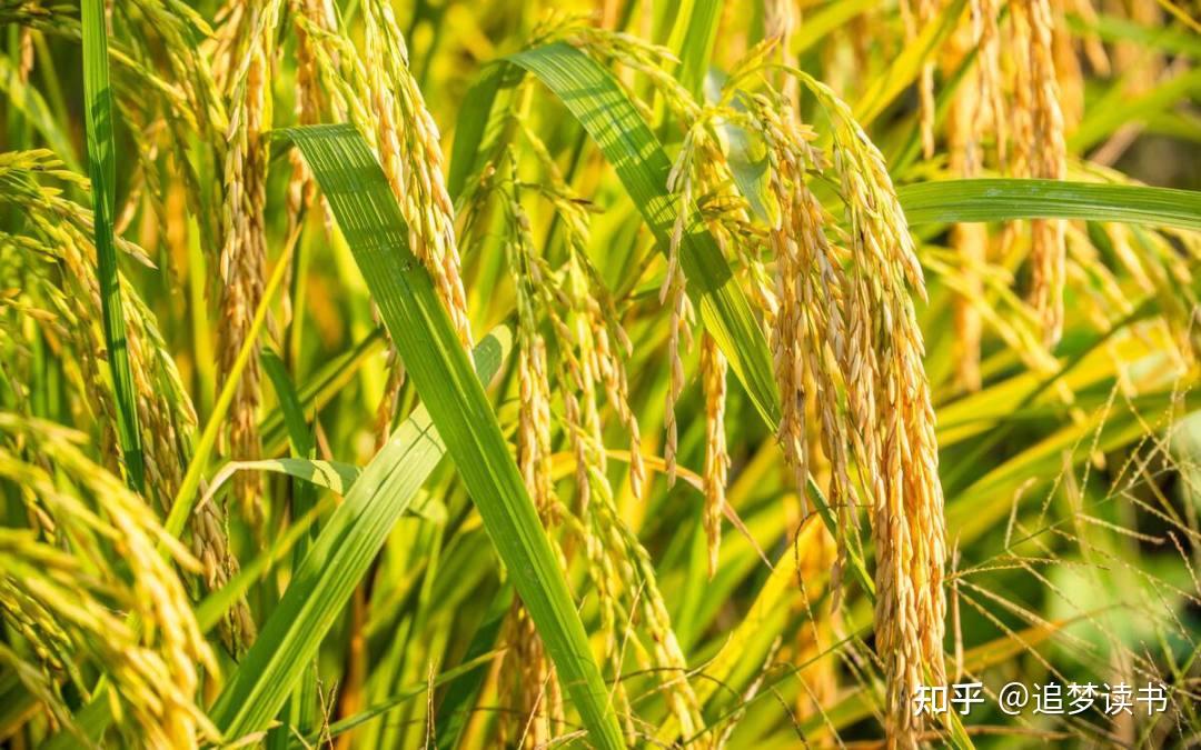 如果一个吃货穿越回秦朝,这些食物他大概会吃到哭 - 知乎