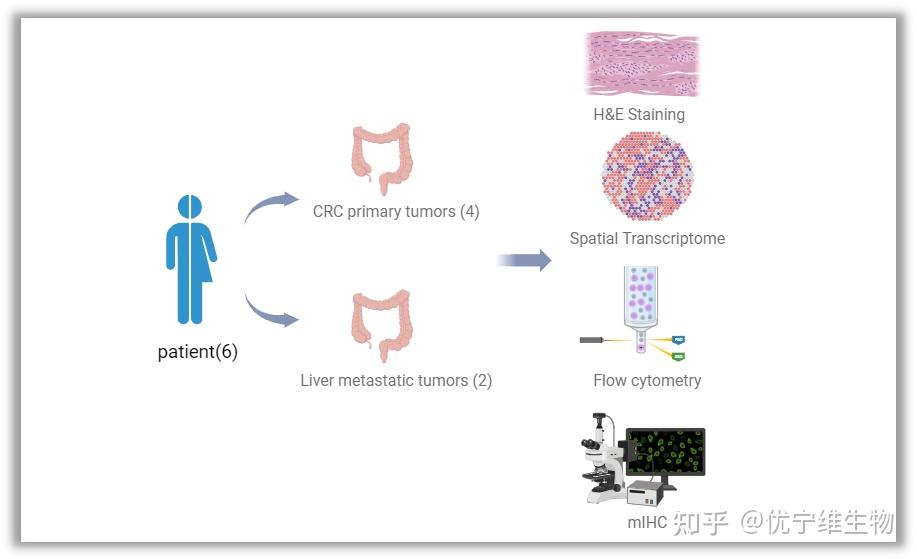 單細胞和空間轉錄組分析揭示肝轉移性結直腸癌的細胞異質性