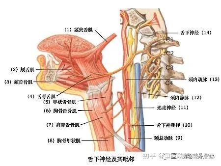 舌神经走行图图片