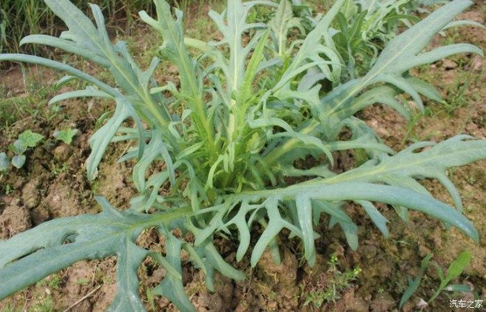 蝴蝶不是都喜欢采花吗?估计是油麦菜闻着太香了.