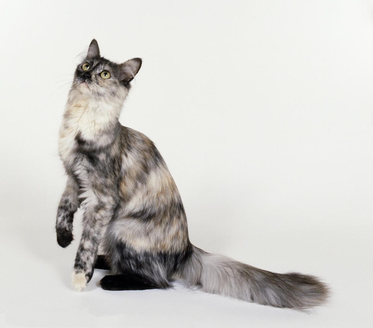 耳朵超级带感的土耳其国宝级猫种---安哥拉猫 - 知乎