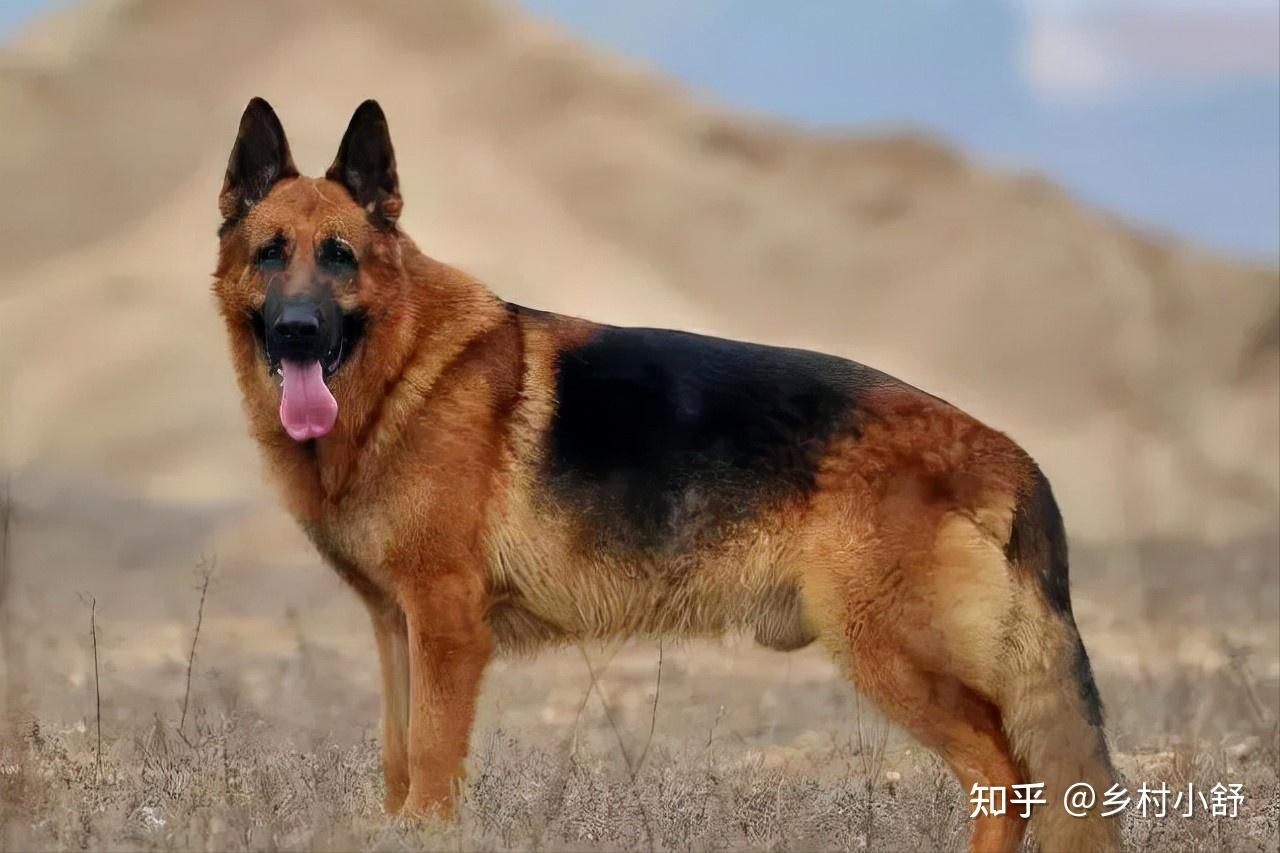 世界上最凶猛的10大犬类，遇到它们最好绕道而行