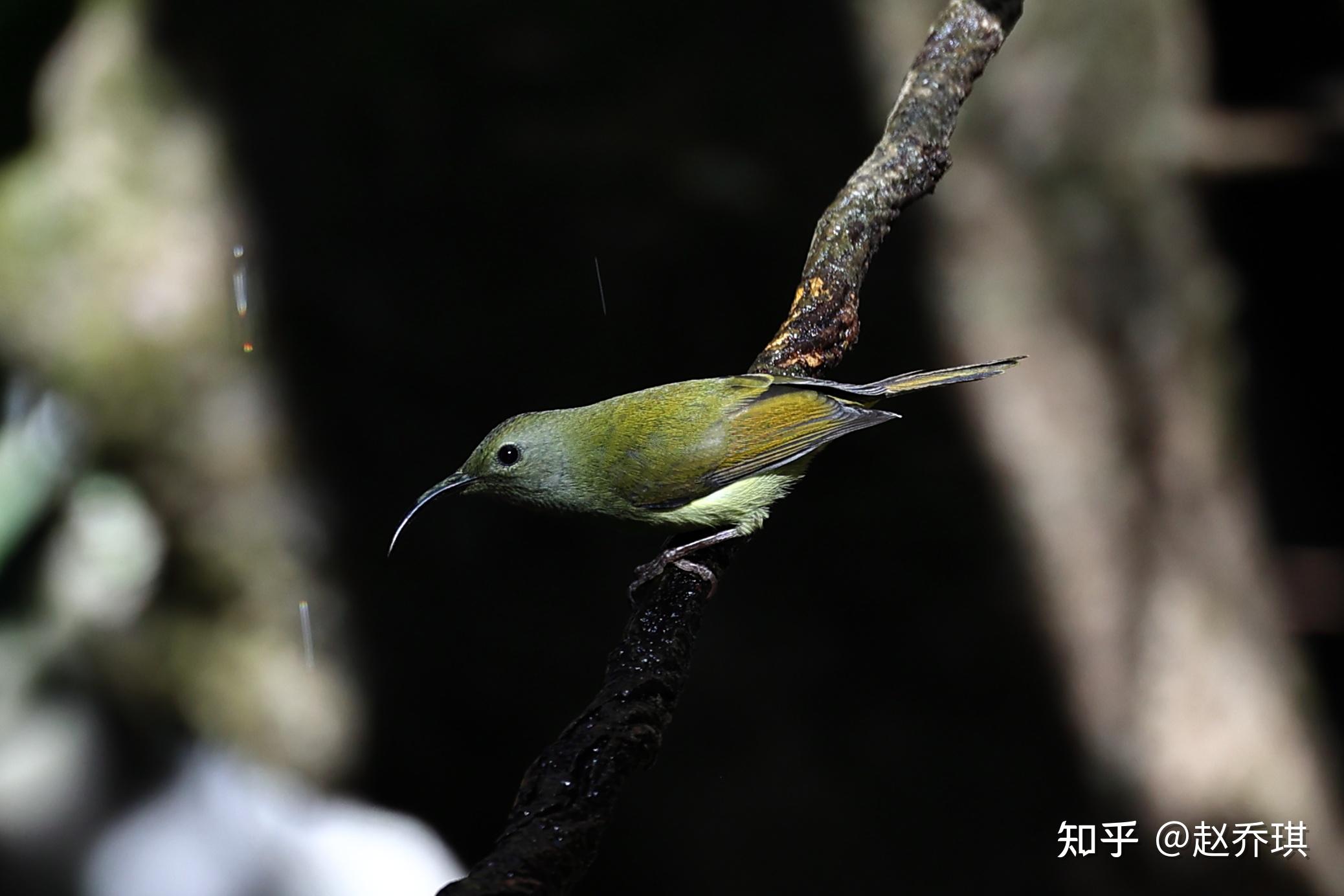 保山观鸟记 - 知乎