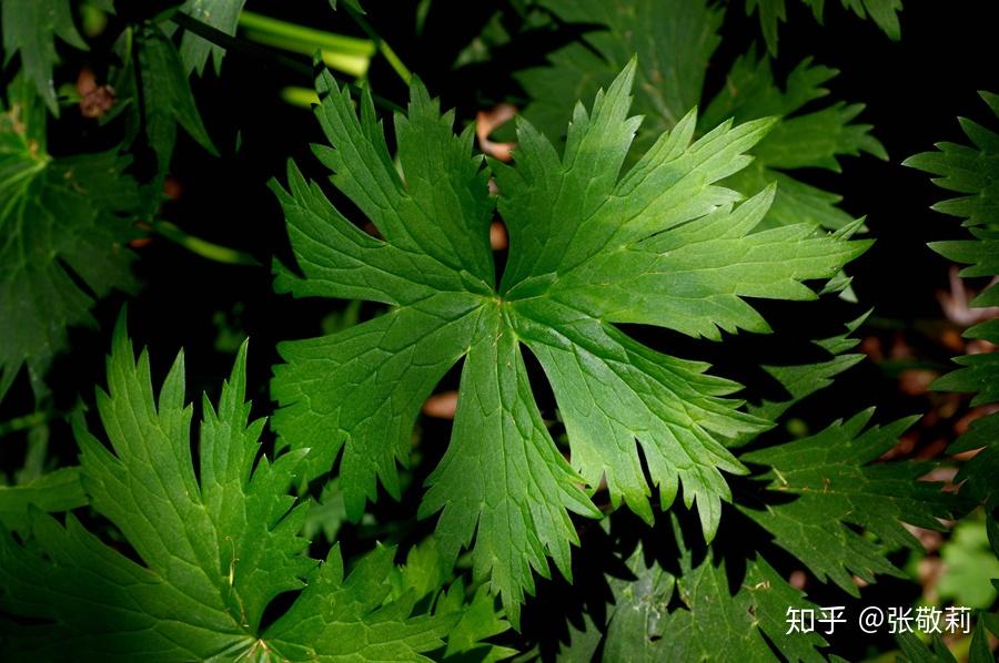 生态客【分科识花图鉴】22 毛茛科 （上） - 知乎