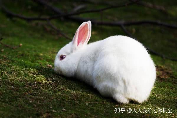 家裡養兔子要喂水嗎家裡養兔子給它吃什麼