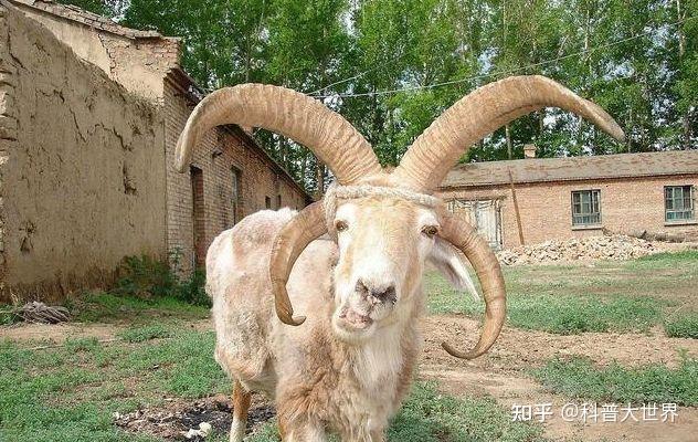 《北京青年报》2020年1月2日文章《武汉一公园迎来罕见两只四角山羊