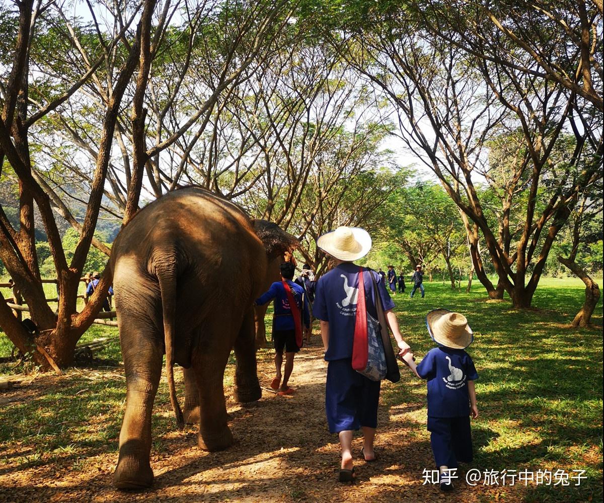 2022美莎大象营玩乐攻略,我们是找的很有名的汉清迈旅...【去哪儿攻略】