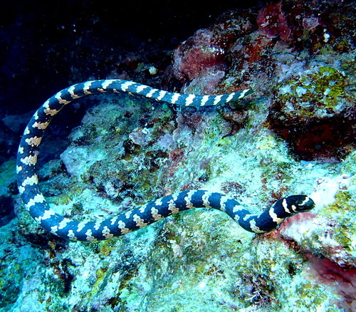 海蛇里有无毒的吗 海蛇为什么那么毒 Duboot网