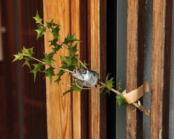 節分的柊鰯 知乎