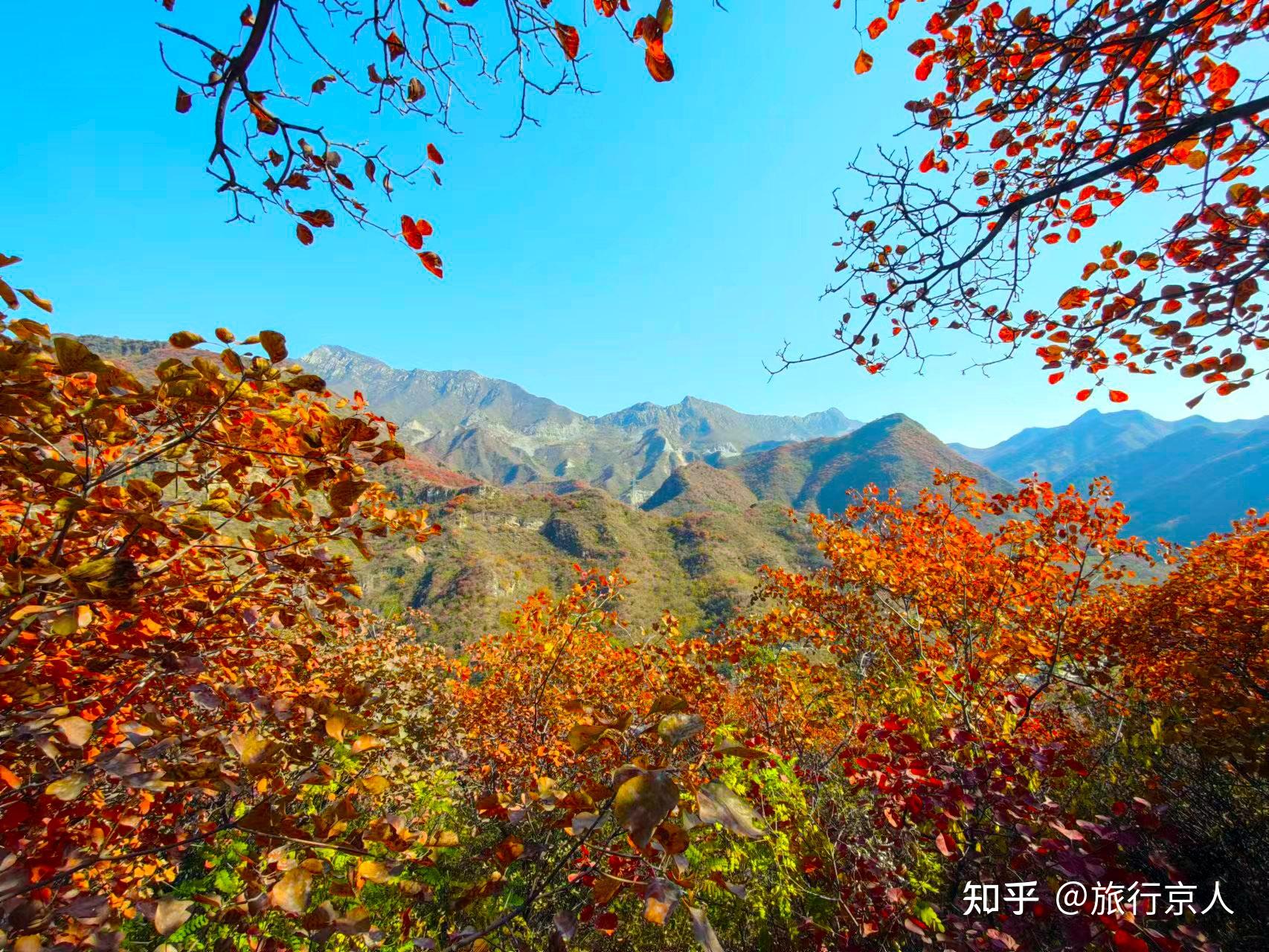 京西坡峰岭红叶节攻略丨千亩黄栌红透山岭，吃住玩乐一站搞定