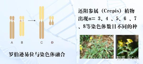 遗传学_6 染色体结构变异 - 知乎
