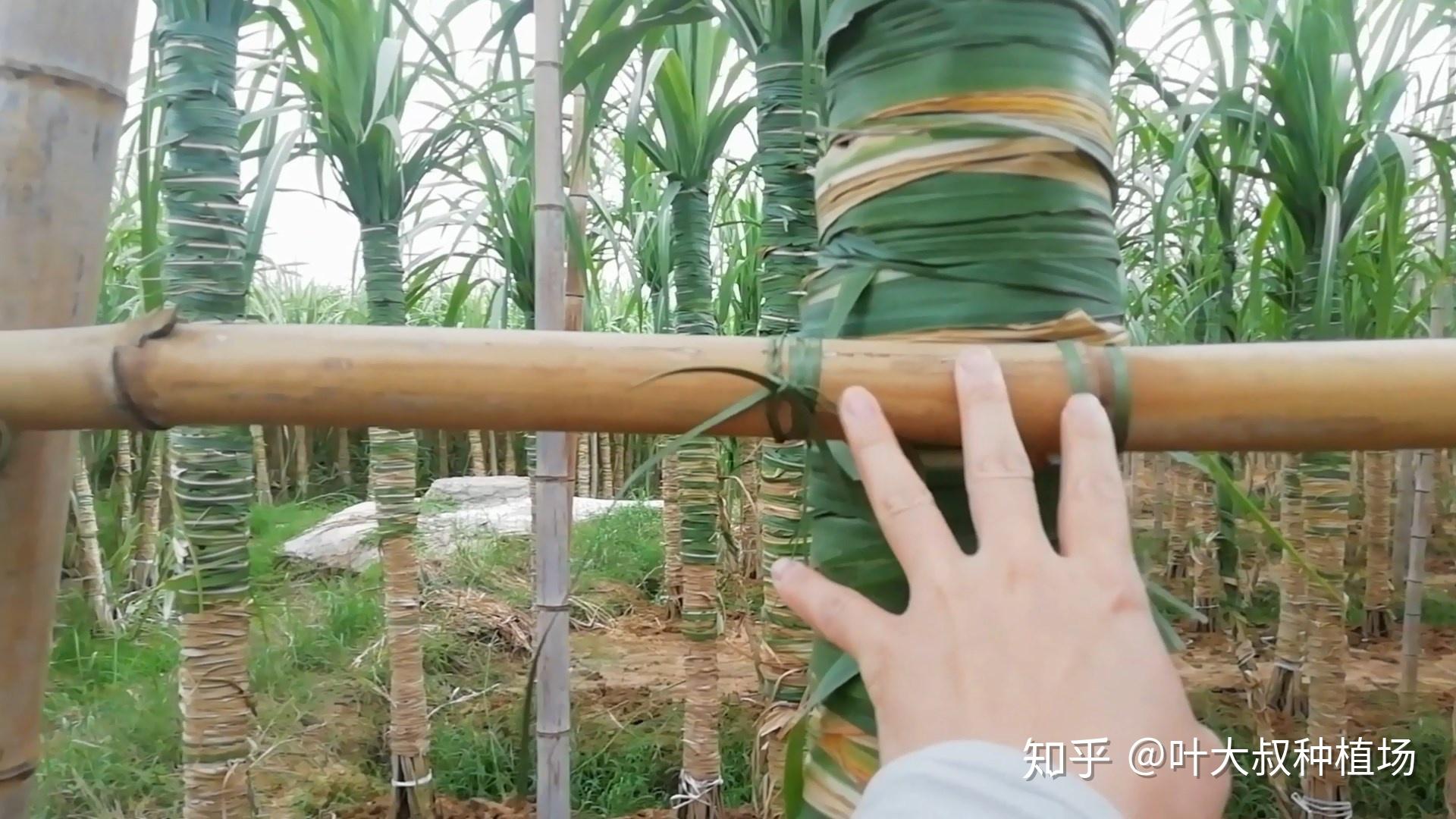 然后每一捆甘蔗都要绑一条绳子,然后把它固牢.