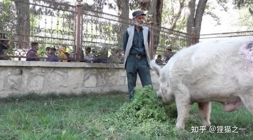 阿富汗全境只有一头猪，名字就叫“猪”，是2002年中国送的- 知乎