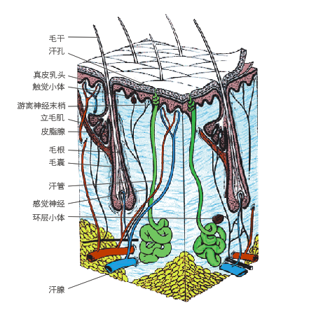 一根头发的结构图图片