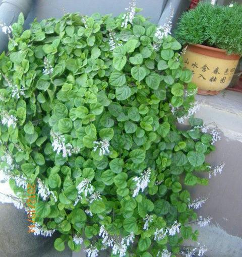 如意蔓,瑞典常春藤怎么催开花?