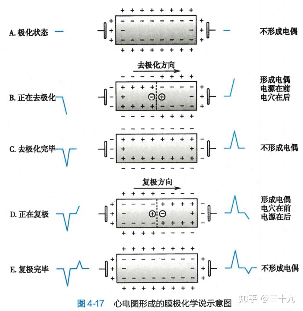 兴奋过程中出现的生物电活动,可以通过周围的导电组织和体液传到体表