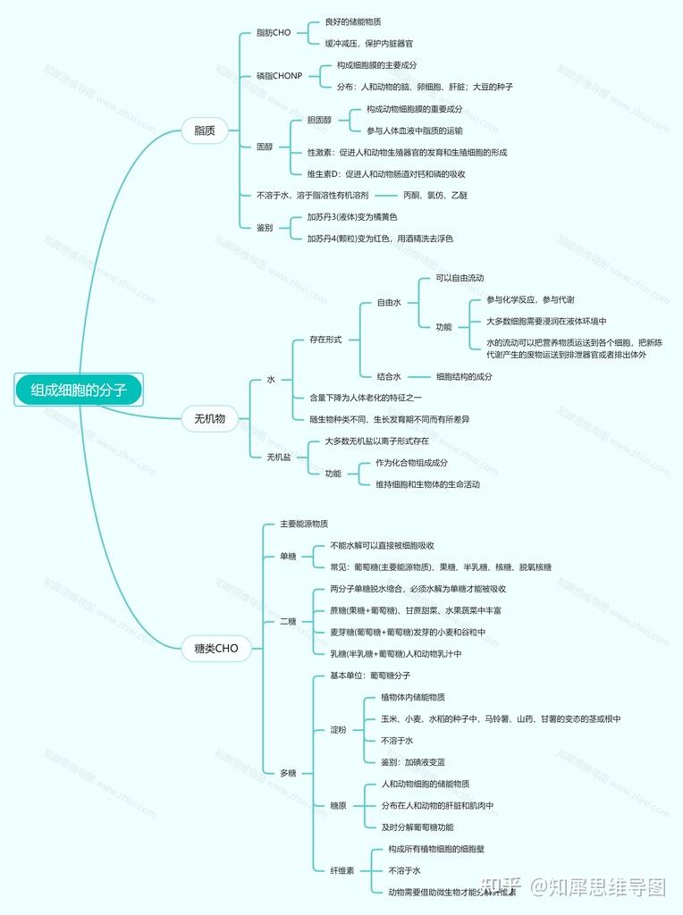 高中生物必修一思维导图组成细胞的分子