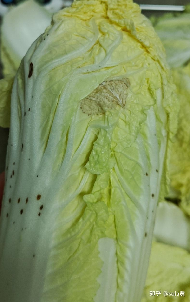 3,储存过程温度波动过大,导致的娃娃菜叶片腐烂,发霉等