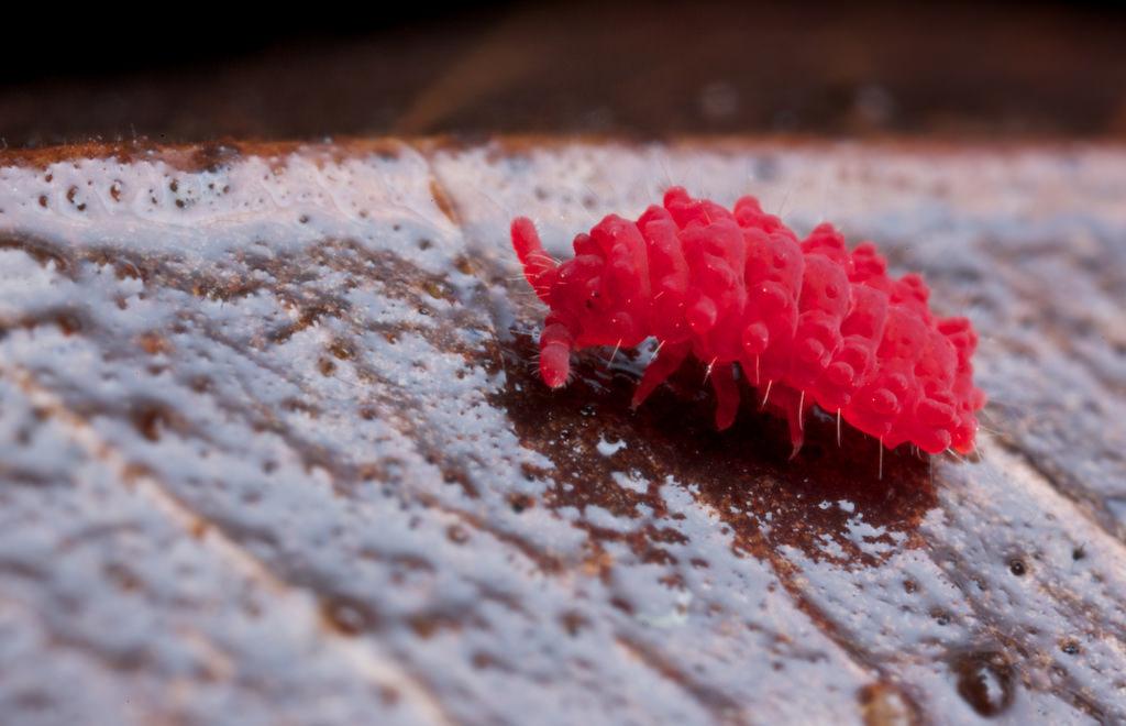 地球演义六足传奇2草蛇灰线