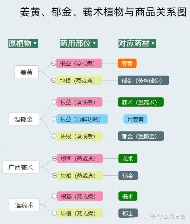 莪术性状鉴别图片