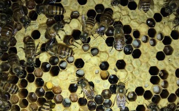 中蜂烂子病是什么原因造成的?