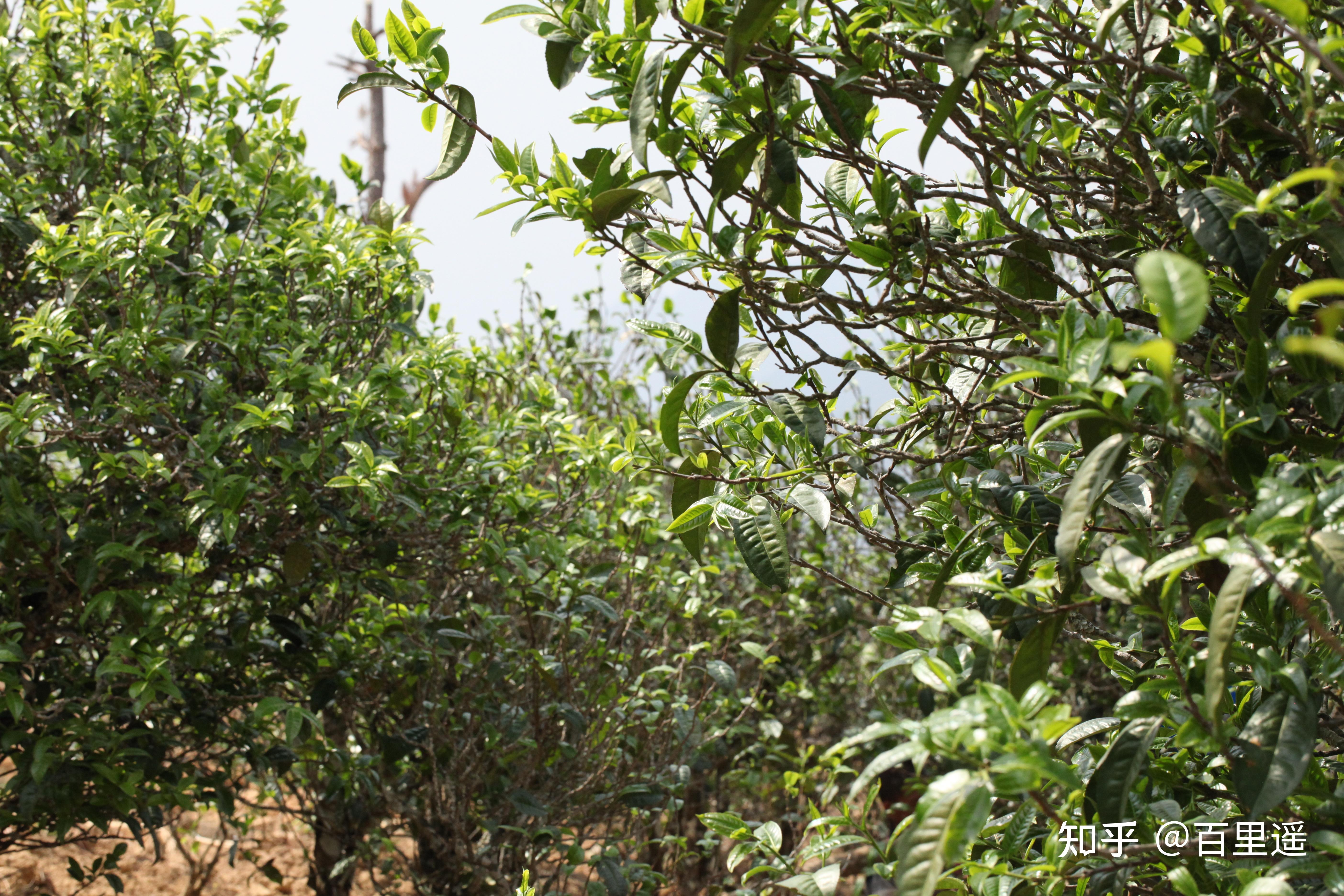 搜索【百里遥普洱茶】,就能找到我们!