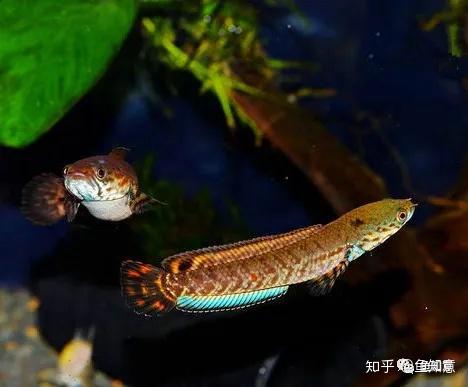 鱧科熱帶魚