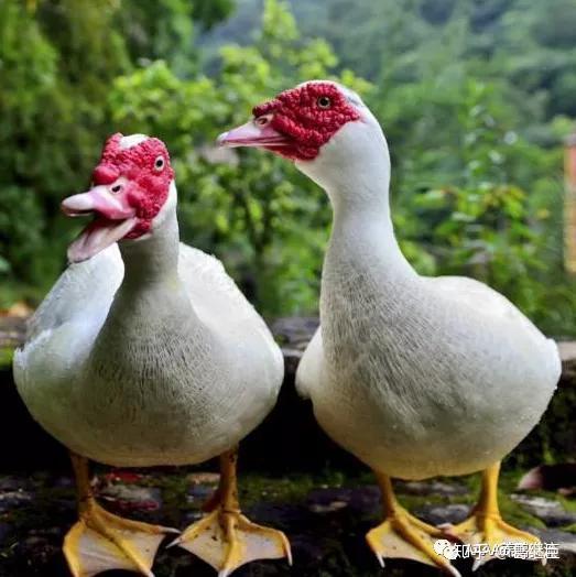 番鸭怎么养脸红番鸭怎样快速养红脸番鸭红脸素