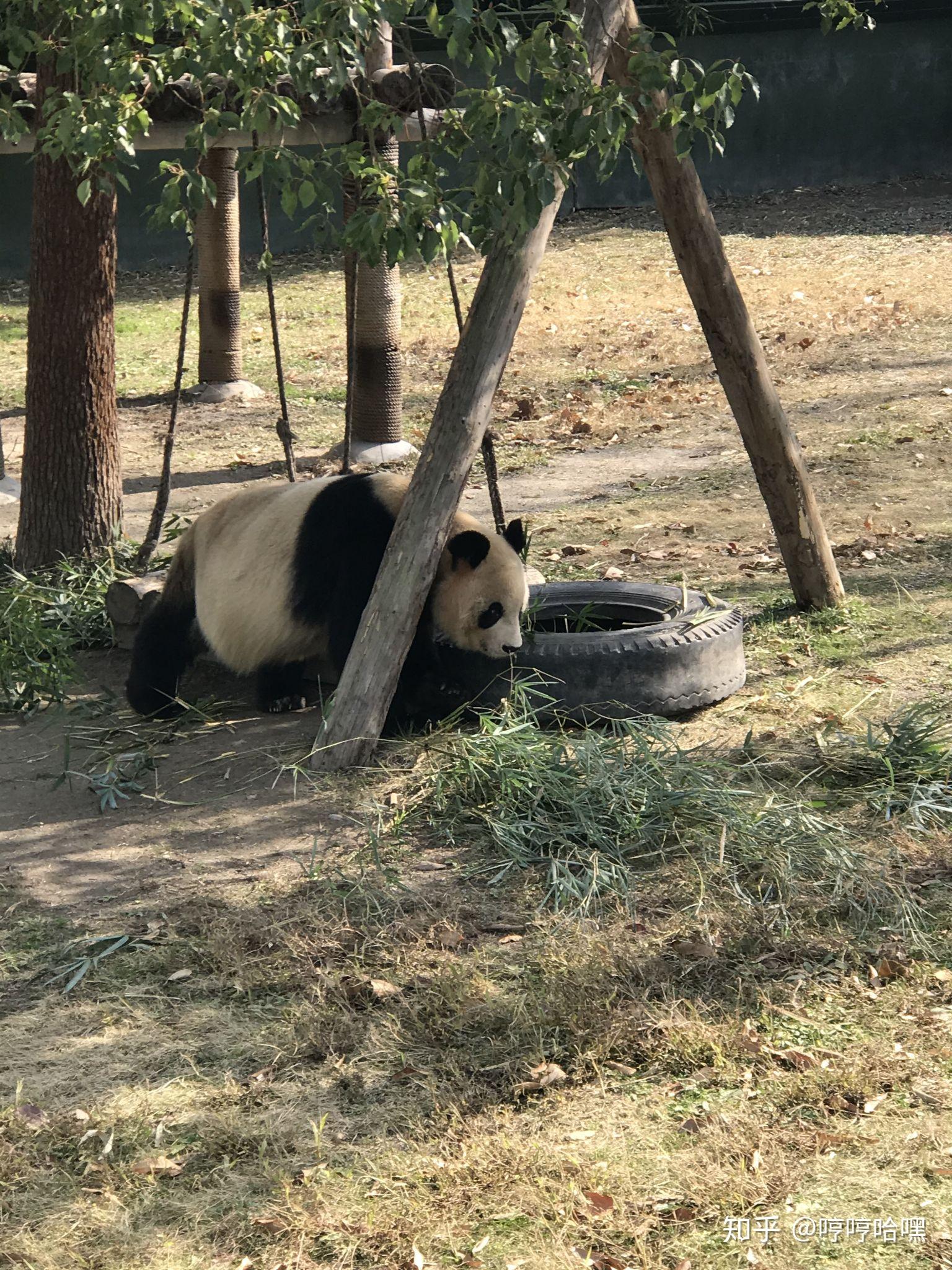 如何看待上海野生動物園飼養員實施作業時被熊攻擊不幸遇難一事類似