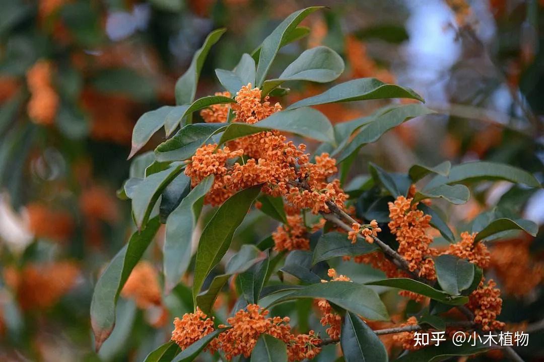 桂花种类区别——丹桂、银桂、金桂、四季桂 - 知乎
