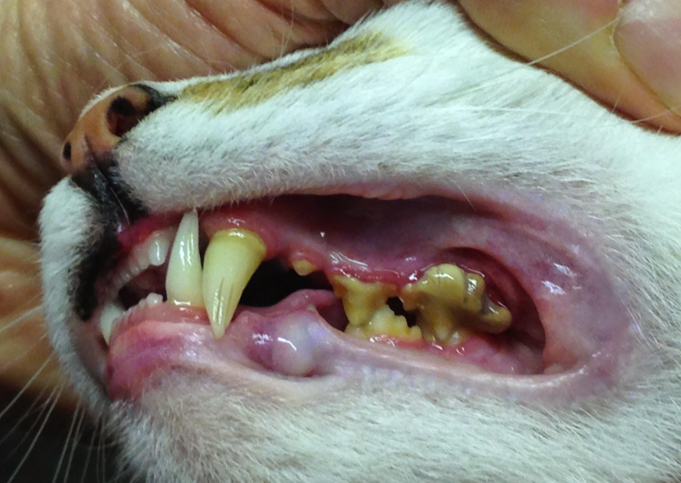 53 Top Pictures Cat Bad Teeth Symptoms - Is Bad Breath A Sign Of Dental Disease In Dogs And Cats ...