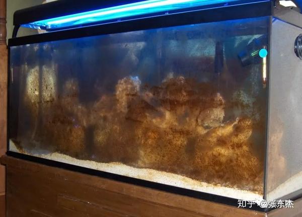 海缸的控藻 硅藻 褐藻 的处理与治疗 海水硅藻 帮果网